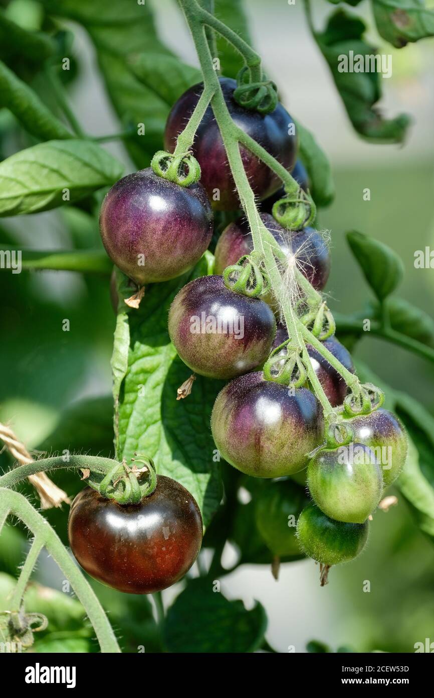 Tomate 'Indigo Cherry Drops'. Solanum Lycopersicum 'Indigo Cherry Drops' Stockfoto