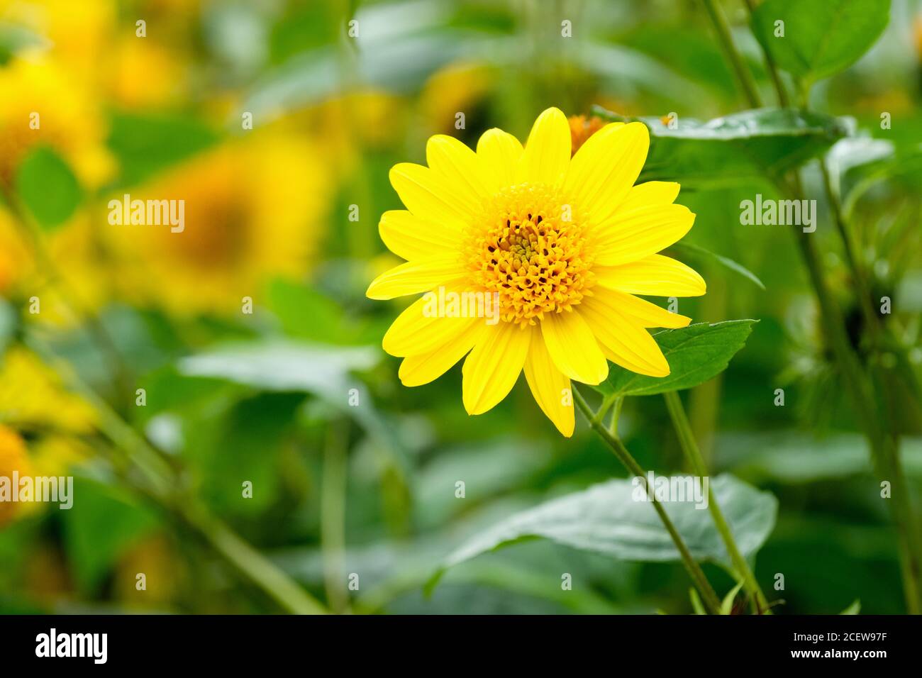 Helianthus 'Capenoch Star'. Mehrjährige Sonnenblume 'Capenoch Star'. Sonnenblume 'Capenoch Star'. Einzelne gelbe Blume vor einem unscharf Hintergrund Stockfoto