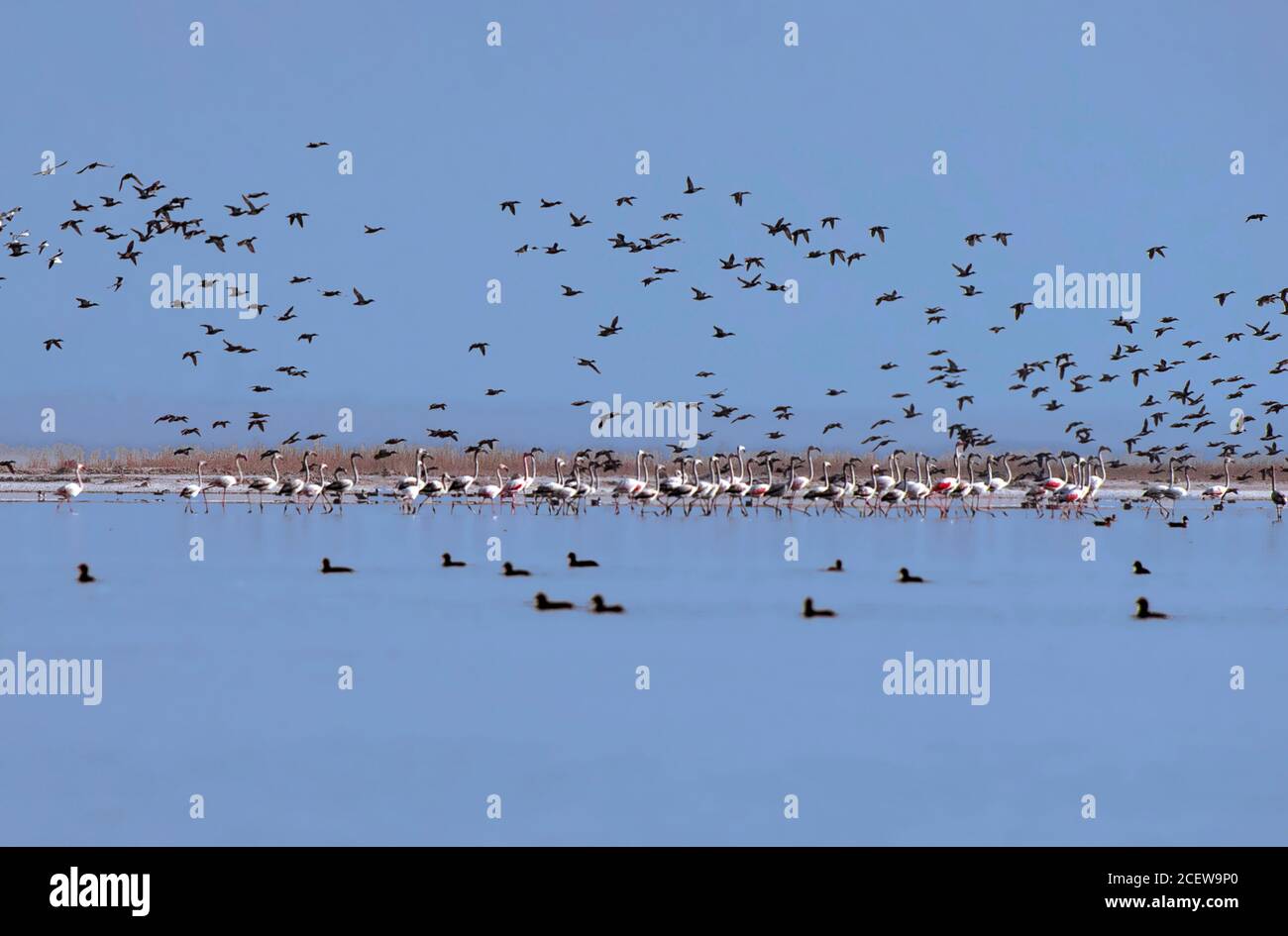 Größere Flamingos im See Stockfoto