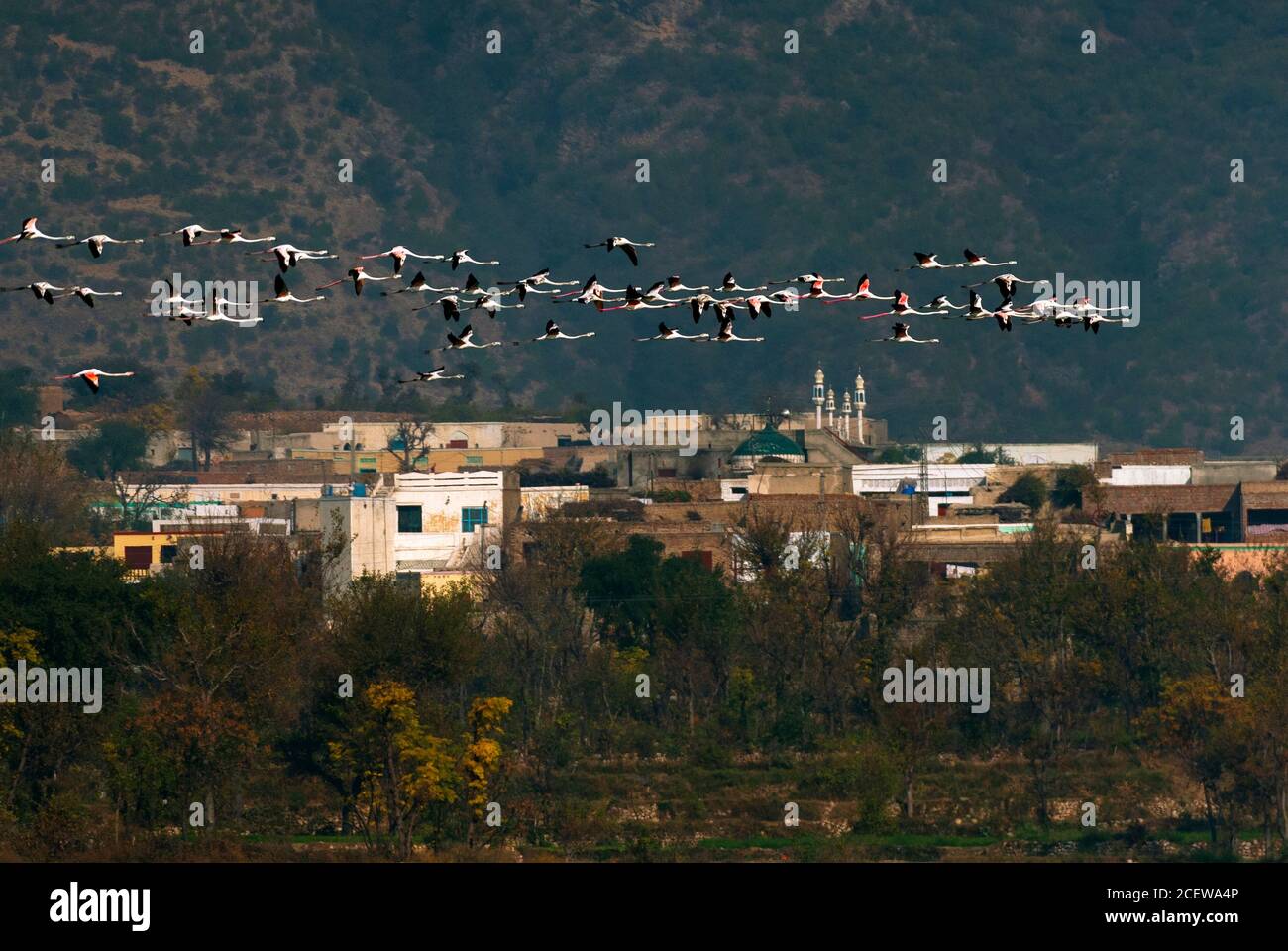 Größere Flamingos im See Stockfoto