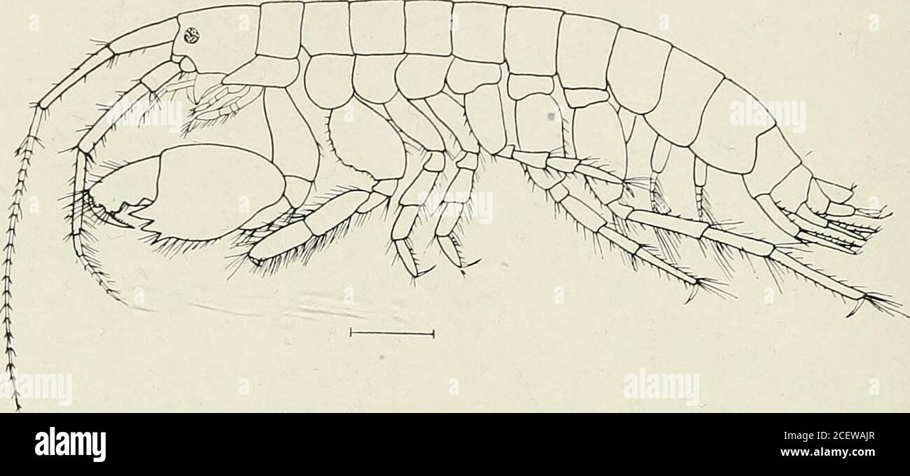 . Bulletin - New York State Museum. Unter Steinen und Steinkraut an niedriger Wassermarke. Aufgenommen am Strand von Bergen. Familie photid^^e: Antennen länglich und schlank, mit oder ohne sekundärem Flagellum. Fühler sind normalerweise stouter als Fühler. Mandibles mit einem Handtappen. Gnathopoda mehr oder weniger ungleich, eines der Paare wird beim Männchen eigenartig modifiziert. Letztes Paar Uropoda klein und verschieden von vorhergehenden Paaren. Telson tubuläre, empfangende Ende des Darms, Microdeuopus gryllotalpa Costa Microdeuopus gryllotalpa Costa. Rend. d. Reale Acad. d. Sc. d. Neapel. 1853. S. 178. Sars. /. c. 1895. S. 543, pi Stockfoto