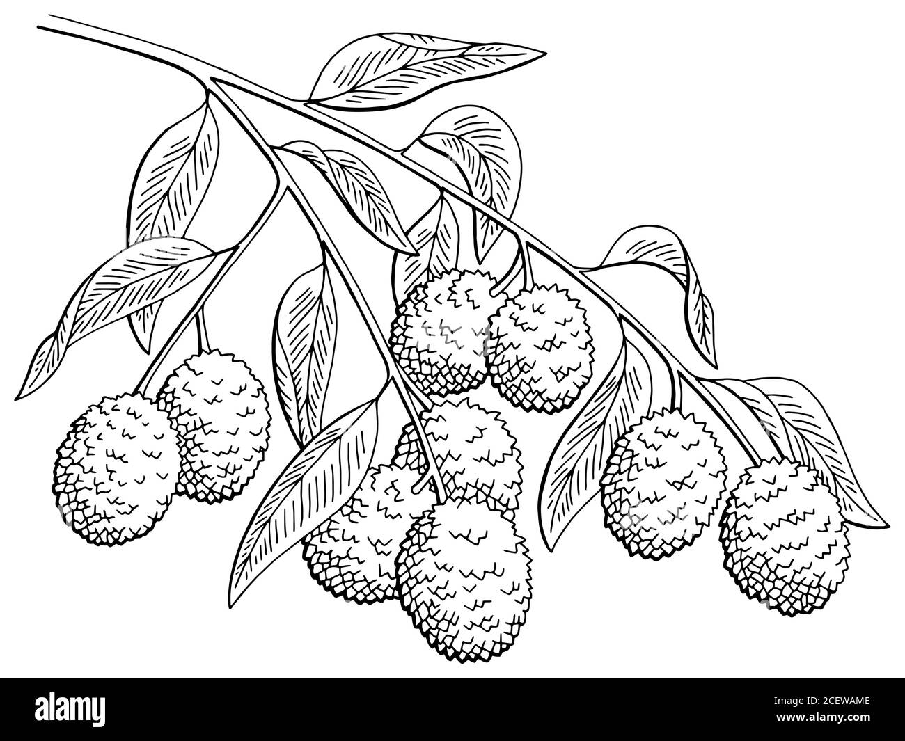 Litschi Frucht Grafik Zweig schwarz weiß isoliert Skizze Illustration Vektor Stock Vektor