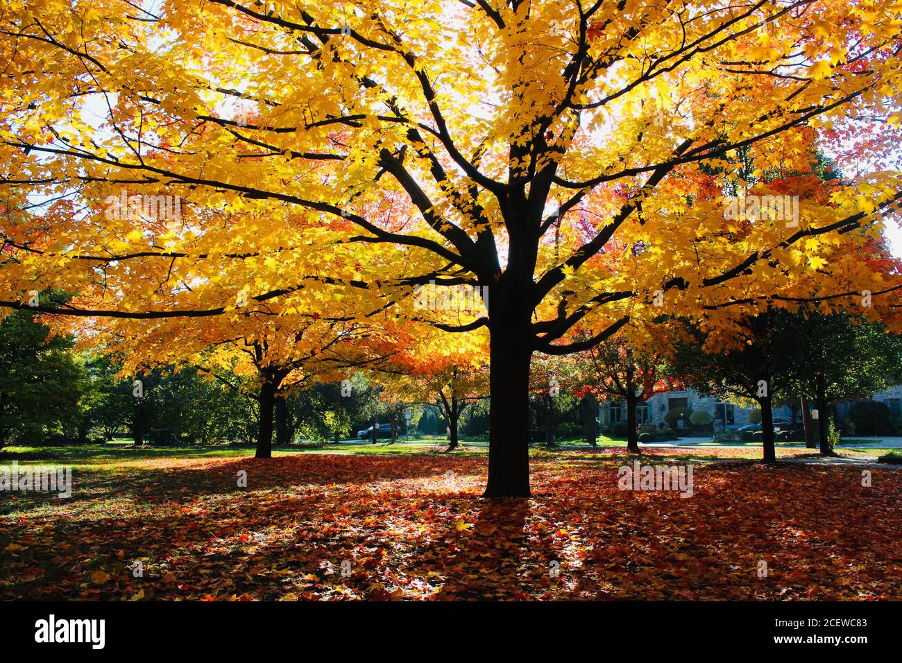 Herbstmorgen in Illinois. Stockfoto