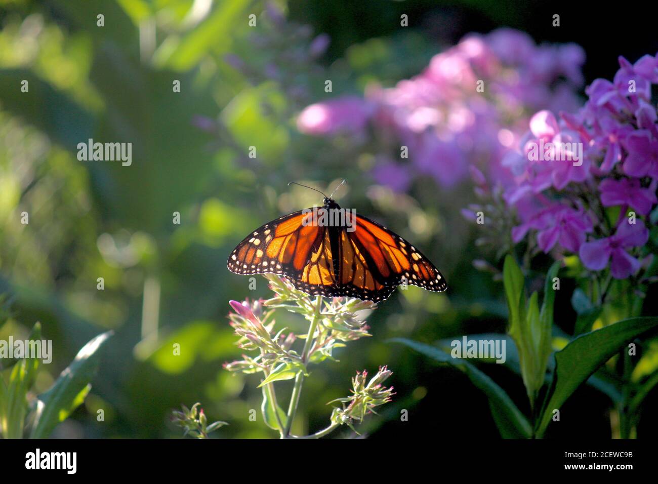 Monarch Butterfly in Chicagos Lurie Gardens. Stockfoto