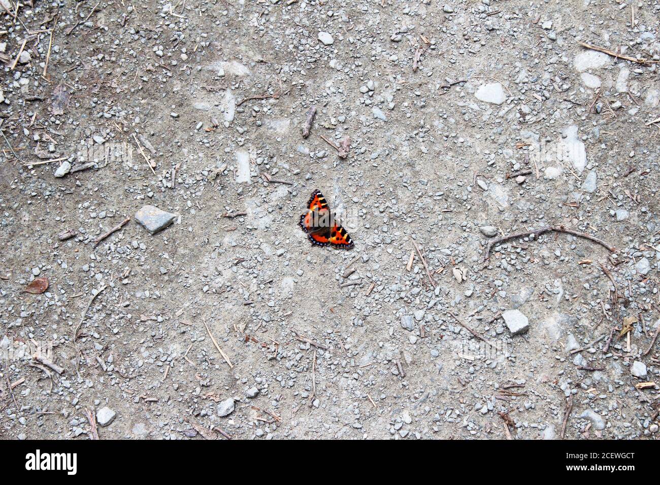 Kleiner Schildkrötenschellfalter (Aglais urticae), roter und gelber Schmetterling auf einem staubigen, schotterigen Landweg in Criccieth, Nordwales Stockfoto