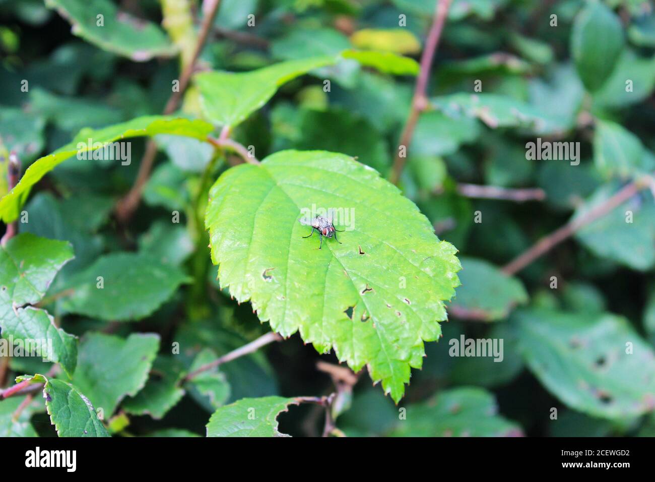 Nahaufnahme einer Hausfliege saß auf einem Blatt im Wald in Criccieth, Nordwales Stockfoto