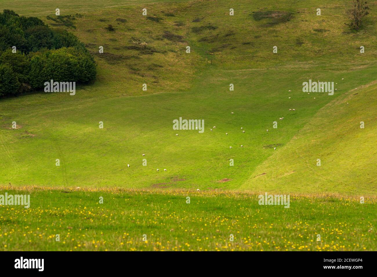 Grüne Landschaft in Steyning Bowl, South Downs, West Sussex, Großbritannien Stockfoto