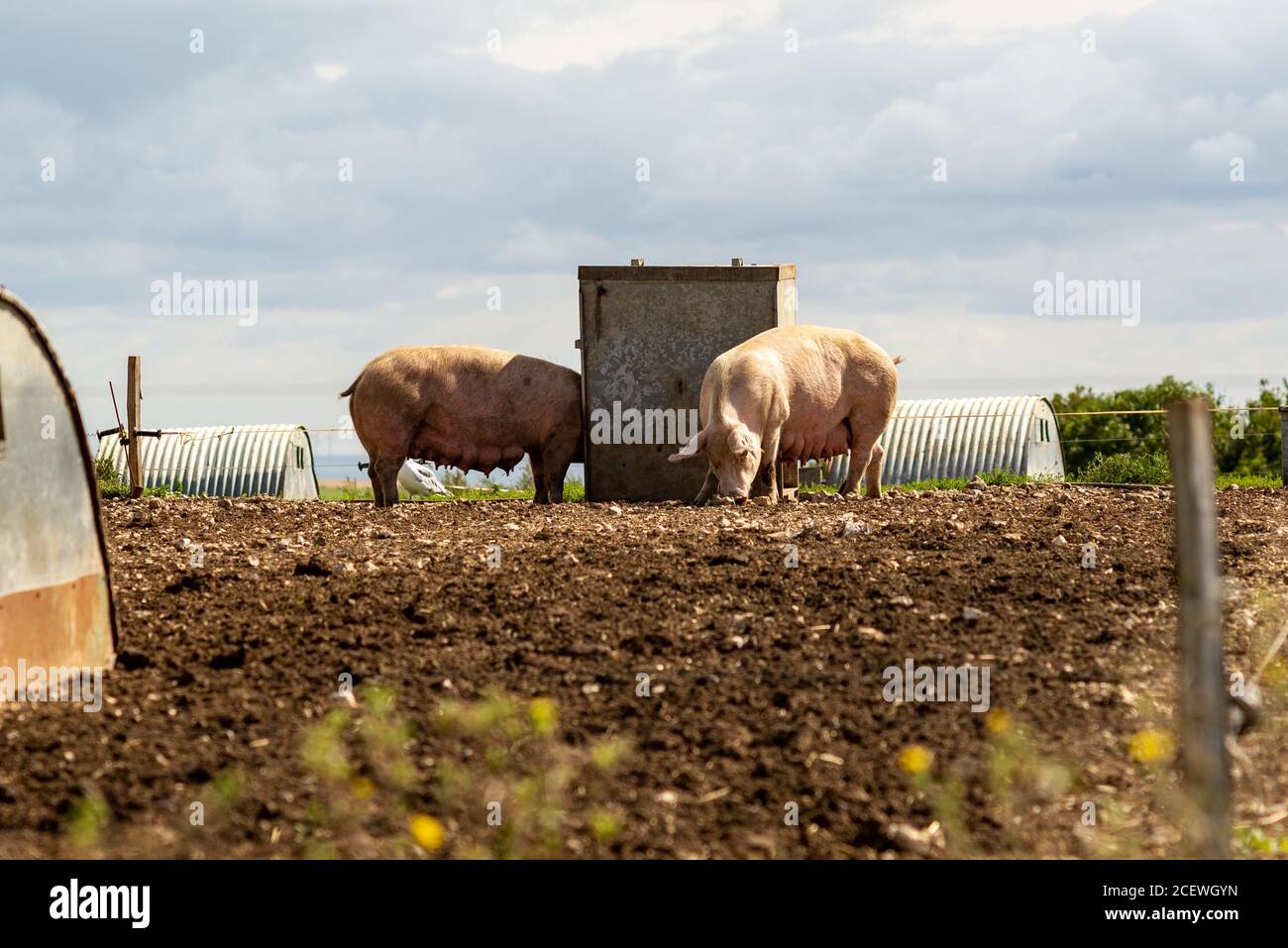 Sauen auf einer Schweinehaltung im South Downs National Park neben dem South Downs Way in der Nähe von Steyning, West Sussex, Großbritannien Stockfoto