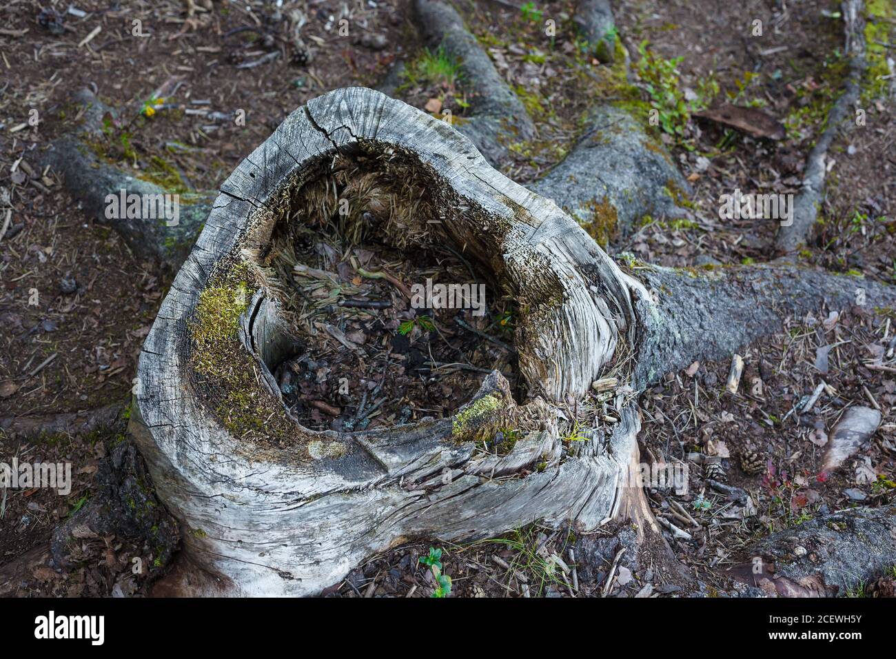 Hohl gehackten Baum oder Stumpf Nahaufnahme mit selektivem Fokus auf den Rand, Wald Natur Stockfoto