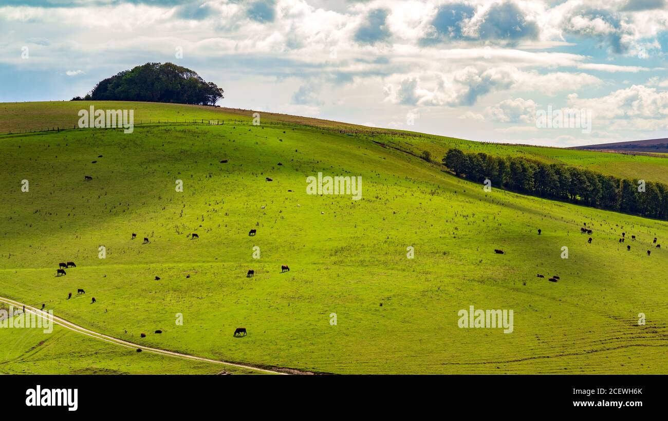 Schwarze Kühe grasen in grünen Hügeln in der South Downs Landschaft in der Nähe von Steyning, West Sussex, Großbritannien Stockfoto