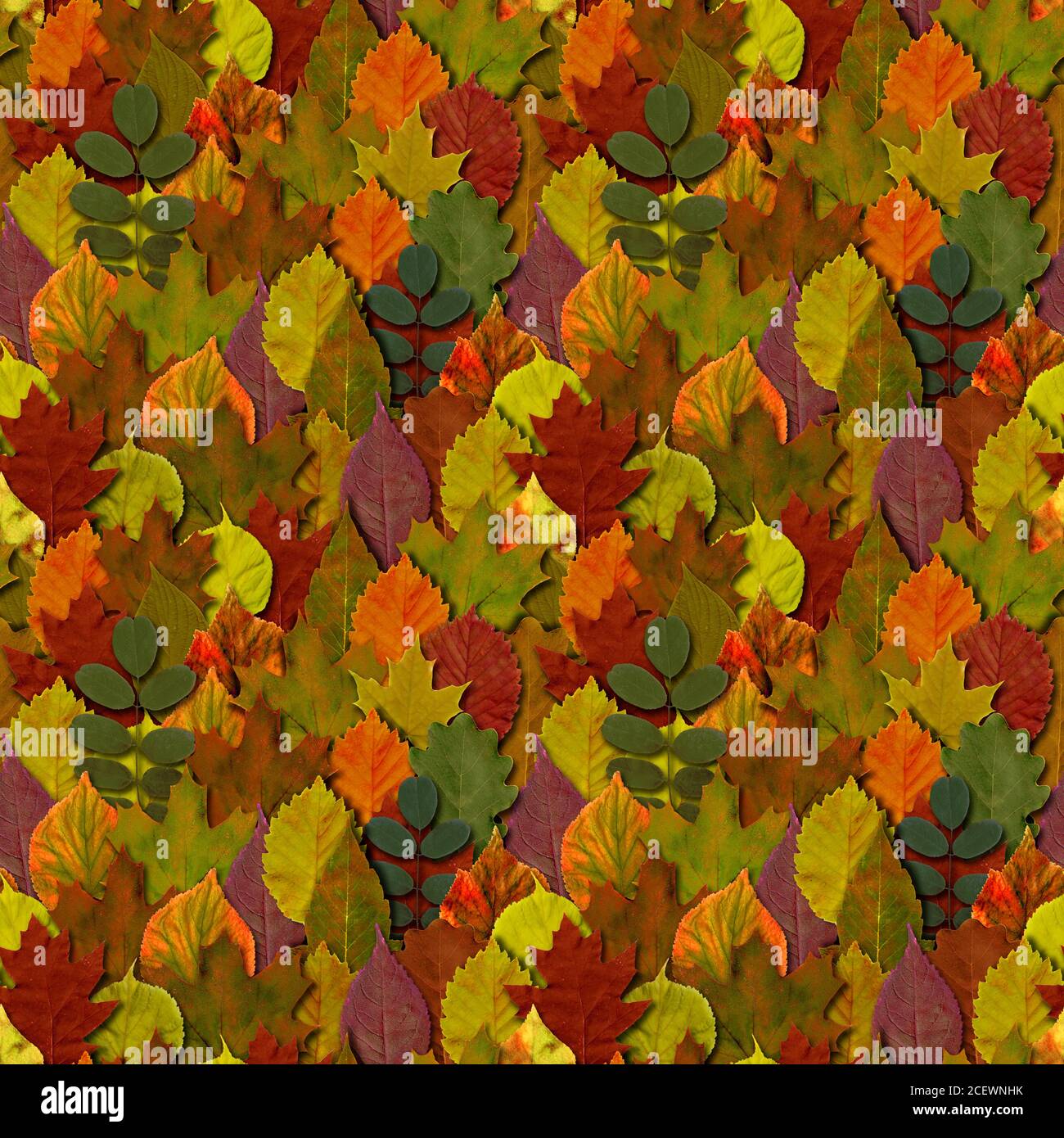 Herbst Blätter nahtlose Muster Hintergrund. Herbstblatt buntes Laub. Schöne helle gelb orange grün rot Natur endlose Textur. Stockfoto