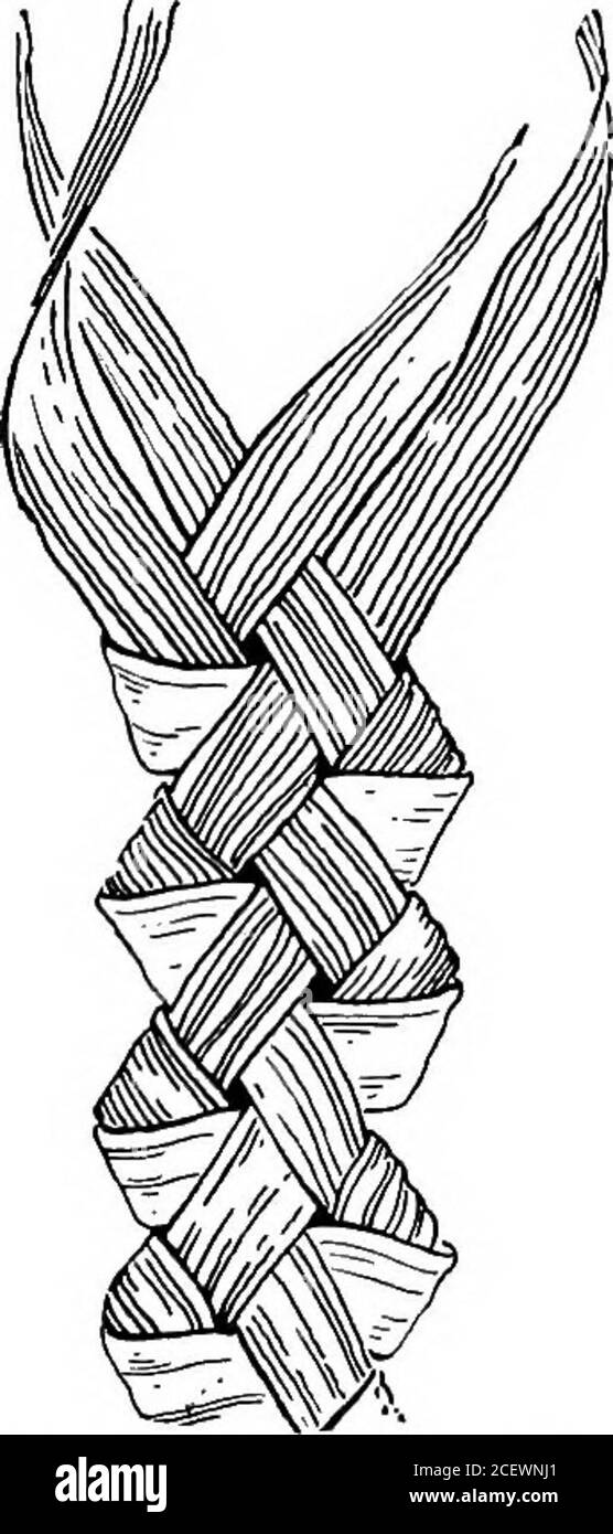 . Praktische und künstlerische Korbflechterei. ilg, 84. – Arlitles aus Maisschalen. XX. Maisschalen. Maisschalen, die auf verschiedene Weise verwendet werden, liefern dem versiegbaren Arbeiter eine unerschöpfliche Versorgung mit Material. Die inneren Leine, die das Ohr bedecken, sind fein, weich und langlebig. Sie sollten immer befeuchten. Wenn die Schalen mit Sorgfalt ausgewählt werden, können reiche, dauerhafte Farben gesichert werden, oder sie können durch Eintauchen in jeden gewünschten Farbstoff gefärbt werden. Eine unendliche Vielfalt von Artikeln kann durch die Verwendung der Schalen in einfachen und ausgefallenen Zöpfen hergestellt werden – Abb. 8 5 – Tischmatten, Fußmatten, Porch Kissen, bilderrahmen, Hüte und Körbe. 7. Abb. 85. – Brai Stockfoto