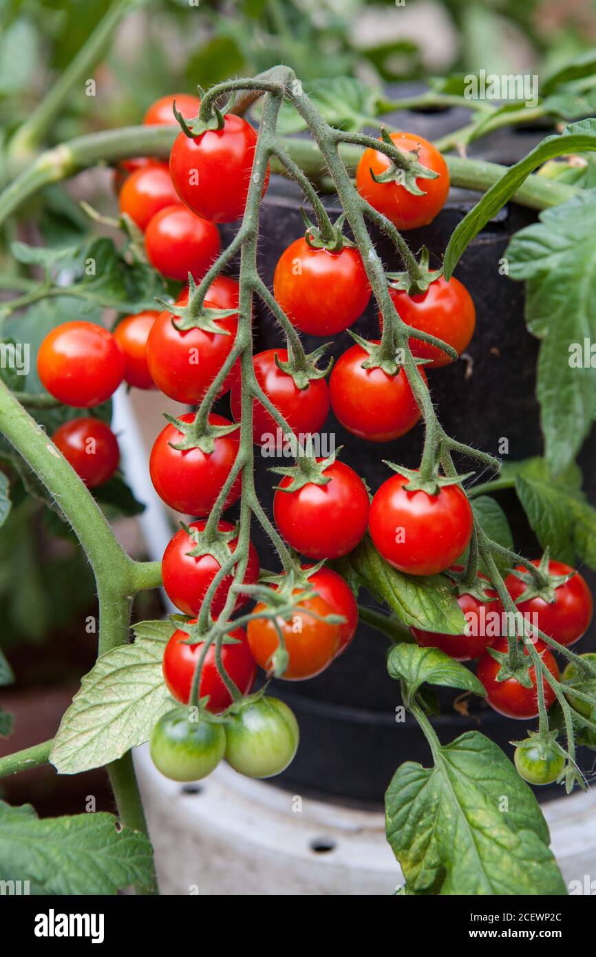 Selbst angebaute Kirschtomaten auf der Weinrebe Stockfoto