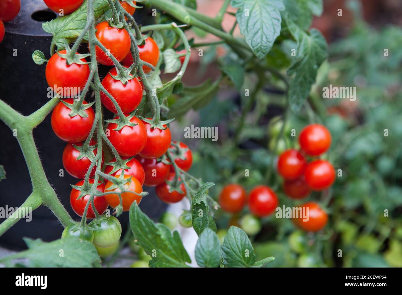 Selbst angebaute Kirschtomaten auf der Weinrebe Stockfoto