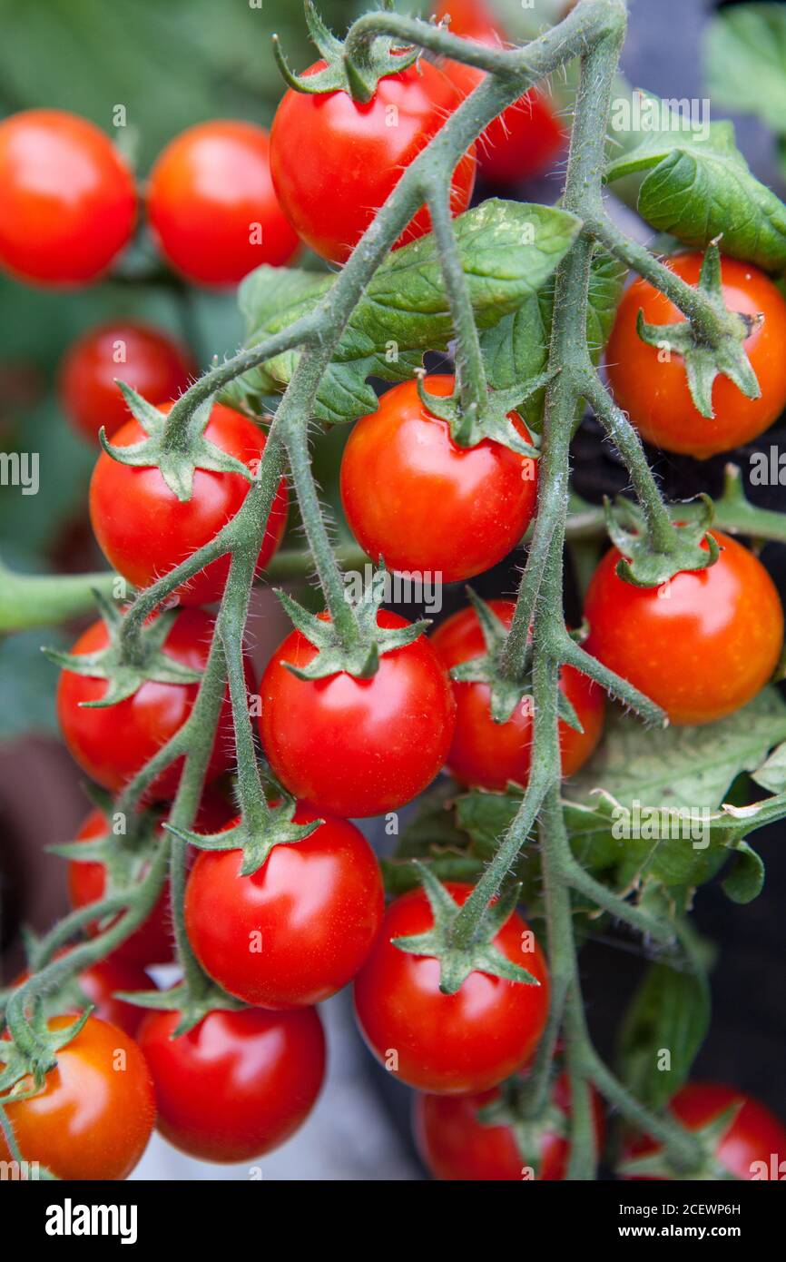Selbst angebaute Kirschtomaten auf der Weinrebe Stockfoto