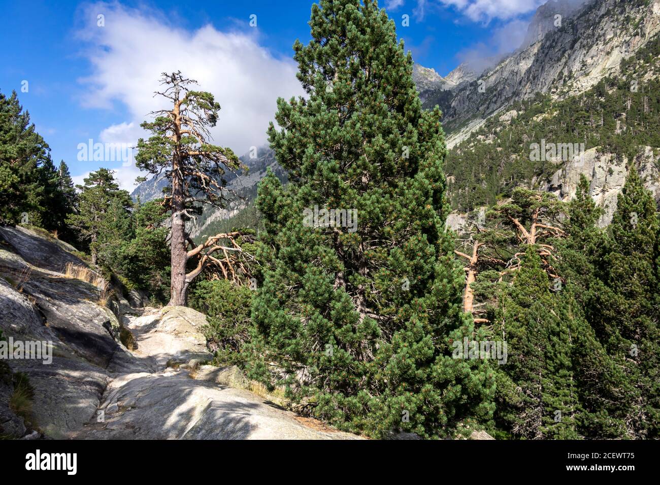 Bergkiefer aus nächster Nähe in europäischen mediterranen Wald in den hohen Pyrenäen Gebirgskette, Frankreich, Europa Stockfoto