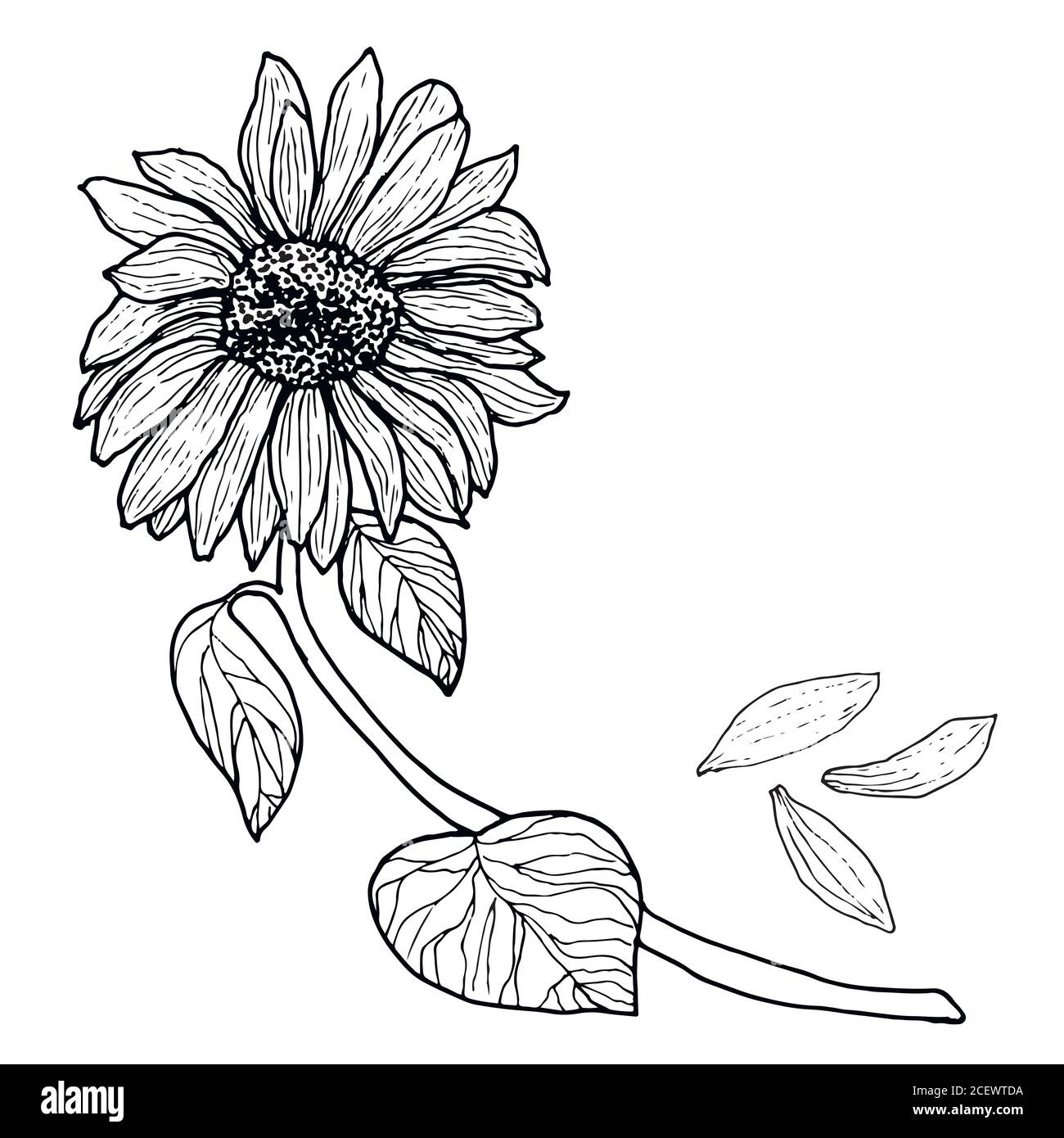 Schwarz weiß Sonnenblume auf einem Zweig mit Blättern Stock Vektor