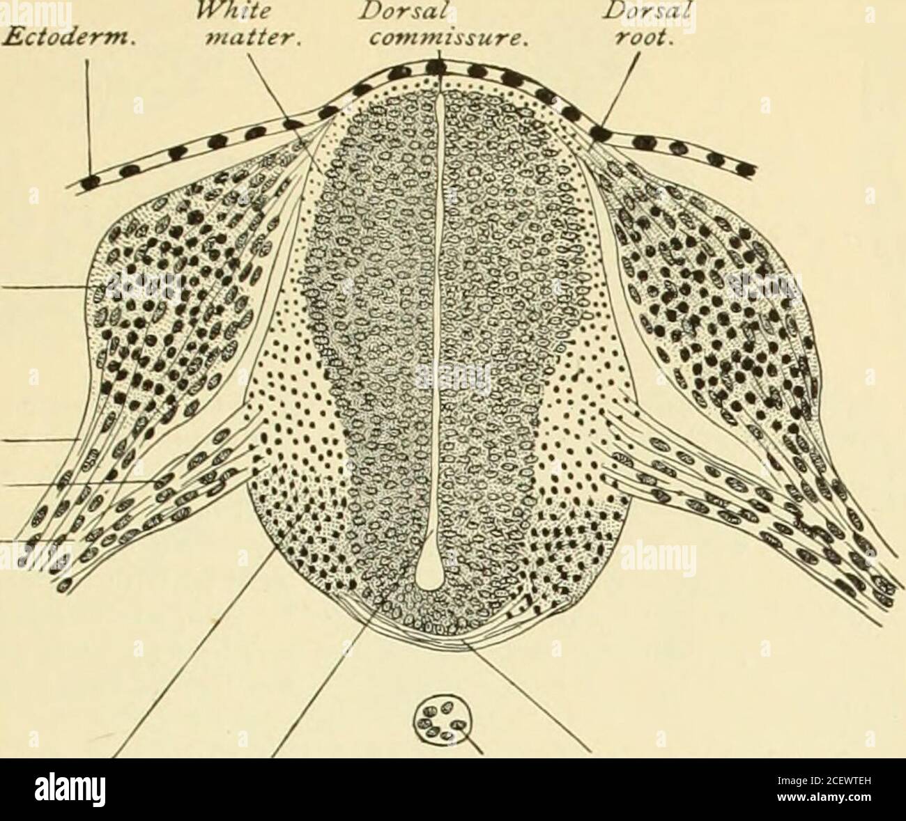 . Ein amerikanisches Textbuch der Geburtshilfe. Für Praktizierende und Studenten. il. Zirbelkörper:posteriore com-misure : ve-lum interpos-ituiu. Optische Thalami. Dritter ven-tricle. II. Mittlere Primärhirn-Vesikel. Mittelhirn. Zerebrale Pedun-cles : poste-rior perforierte Lamina. Korpora Quad-Rigemina. Genikulatkörper;Brachia. Aquädukt von Syl-vius. B. III.posteriorer Primärbereich 4. Hinterhirn. Pons Varolii. Anteriores Velum med-ullary:cerebellum : posteriores Velum med-ullary. Superior andMiddle pe-Dunkles des Kleinhirns. Fourthventri-cle. Gehirn-Stiel. Gehirn-Vesikel. 5. Nach-Gehirn. Medulla oblon-gata. Dünne Abdeckung von po Stockfoto