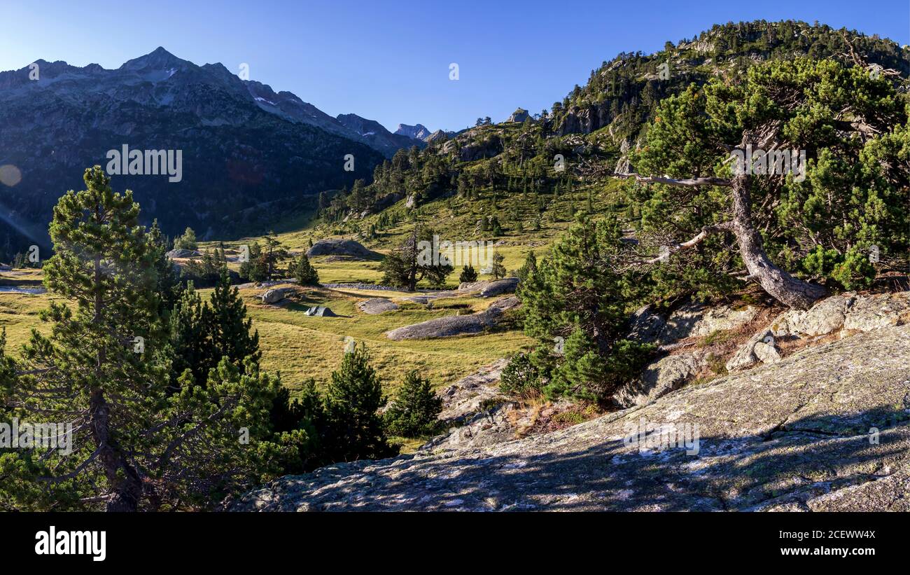 Bergkiefer aus nächster Nähe in europäischen mediterranen Wald in den hohen Pyrenäen Gebirgskette, Frankreich, Europa Stockfoto