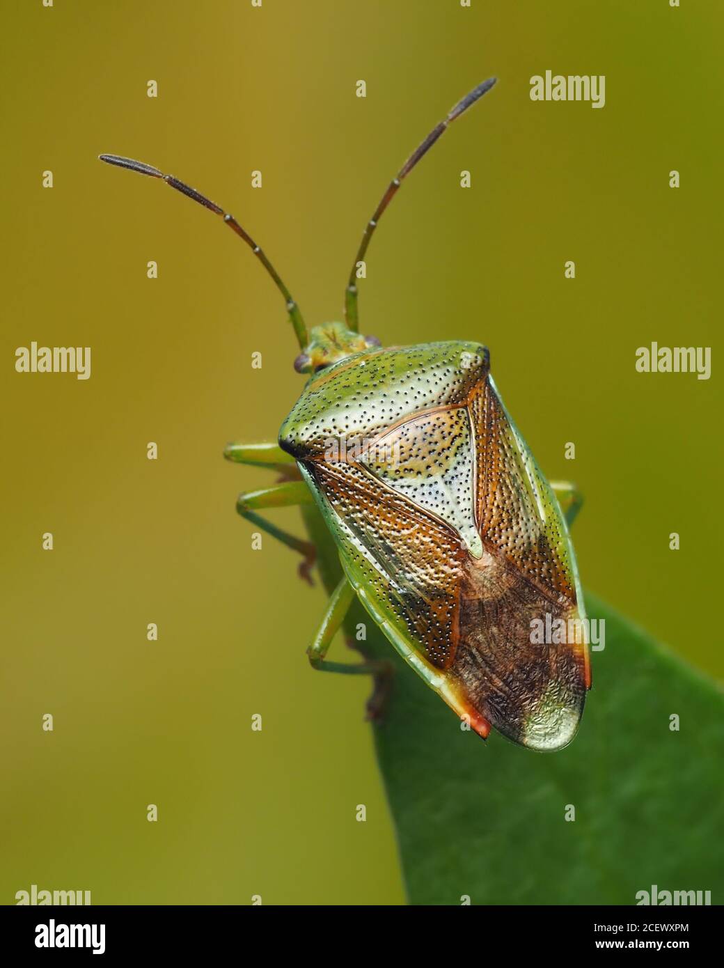 Birke Shieldbug (Elasmostothus interstinctus) auf Rhododendronblatt thront Stockfoto