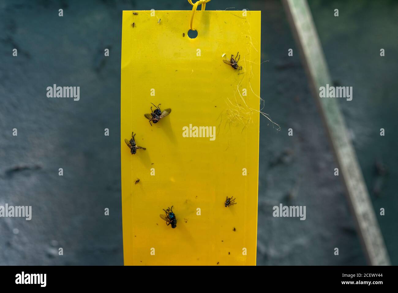 Flycatcher Stickcard in einem heimischen Gewächshaus großbritannien Stockfoto