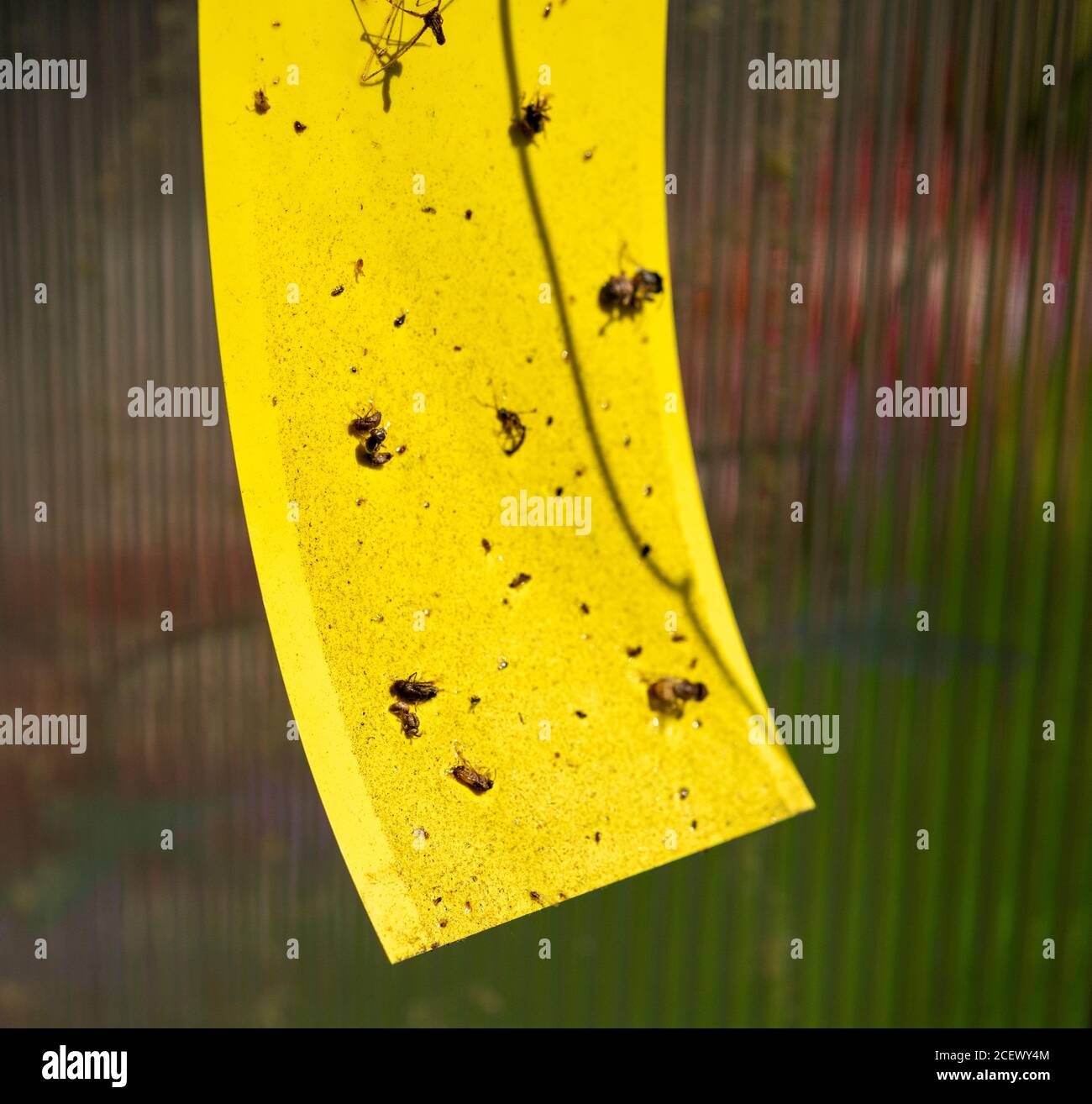 Flycatcher Stickcard in einem heimischen Gewächshaus großbritannien Stockfoto