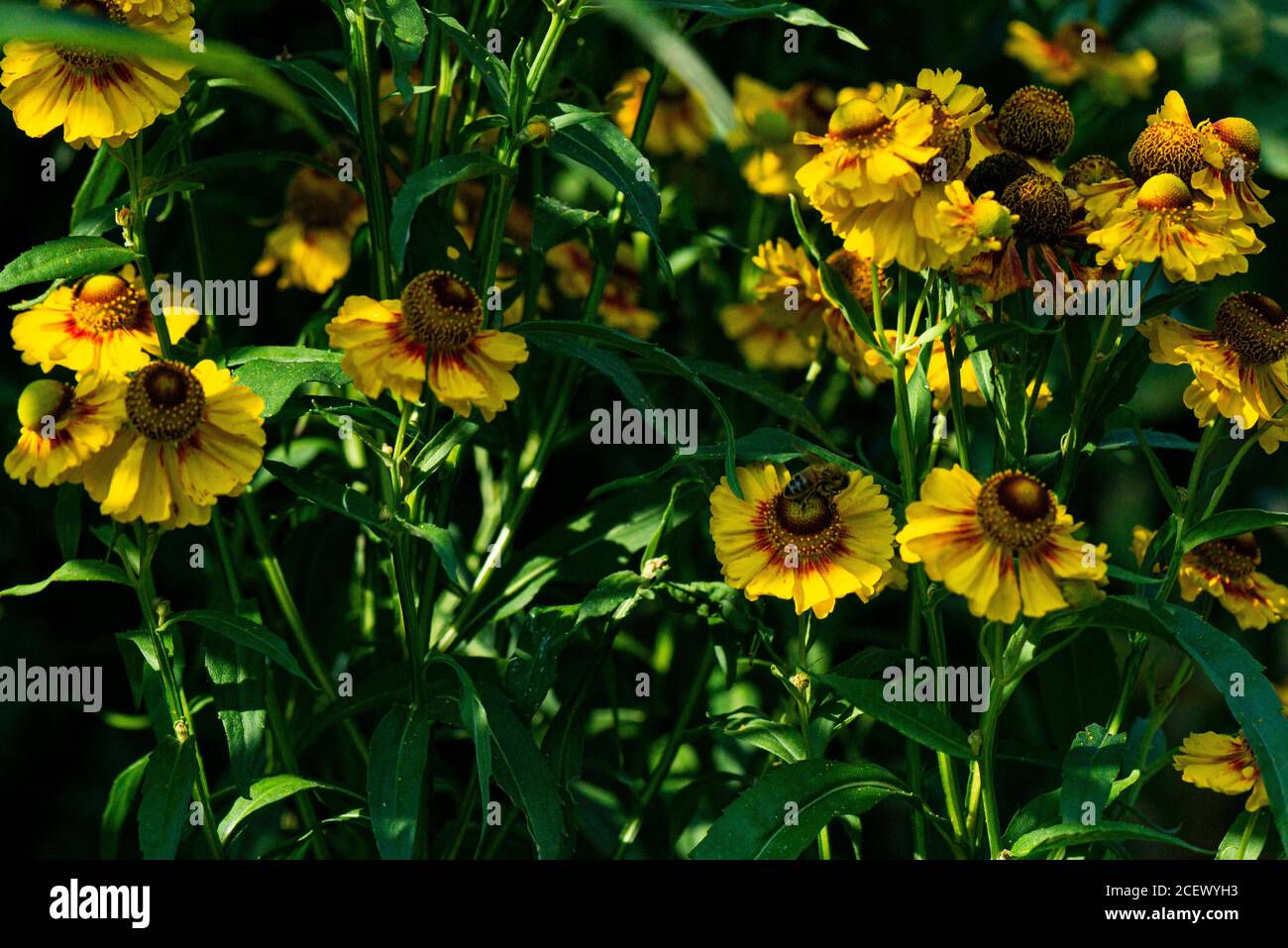 Herbstniesweed (Helenium autumnale) Stockfoto