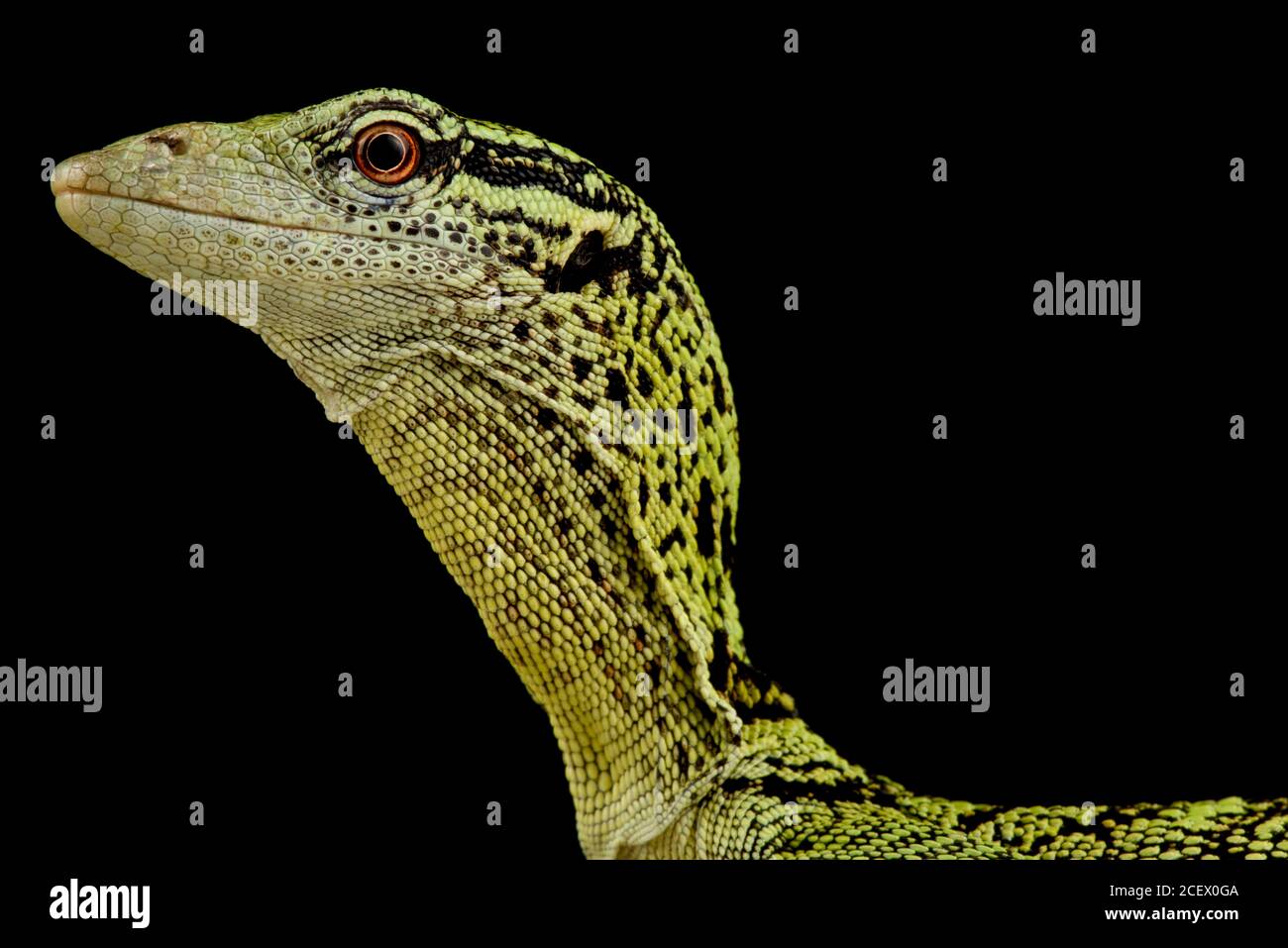 Gelber Baumwächter (Varanus reisingeri) Stockfoto