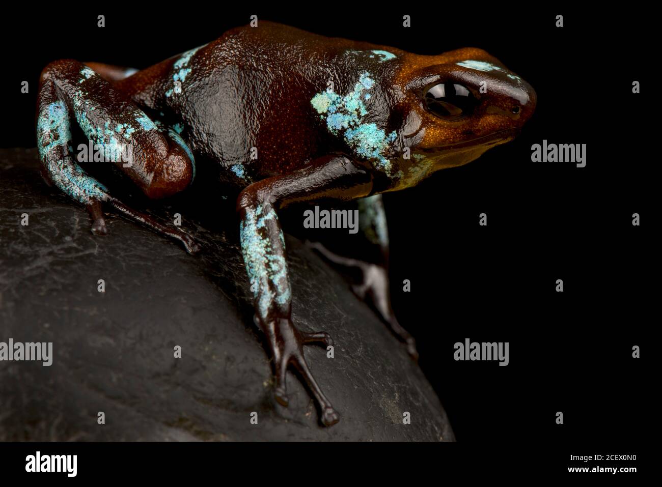 Harlekin-Giftpfeilfrosch (Oophaga histrionica) Stockfoto