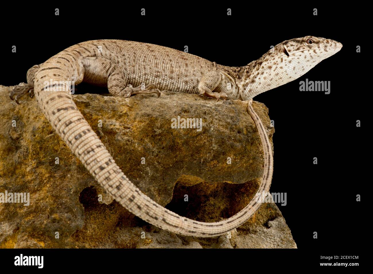 Gillens monitor -Fotos und -Bildmaterial in hoher Auflösung – Alamy