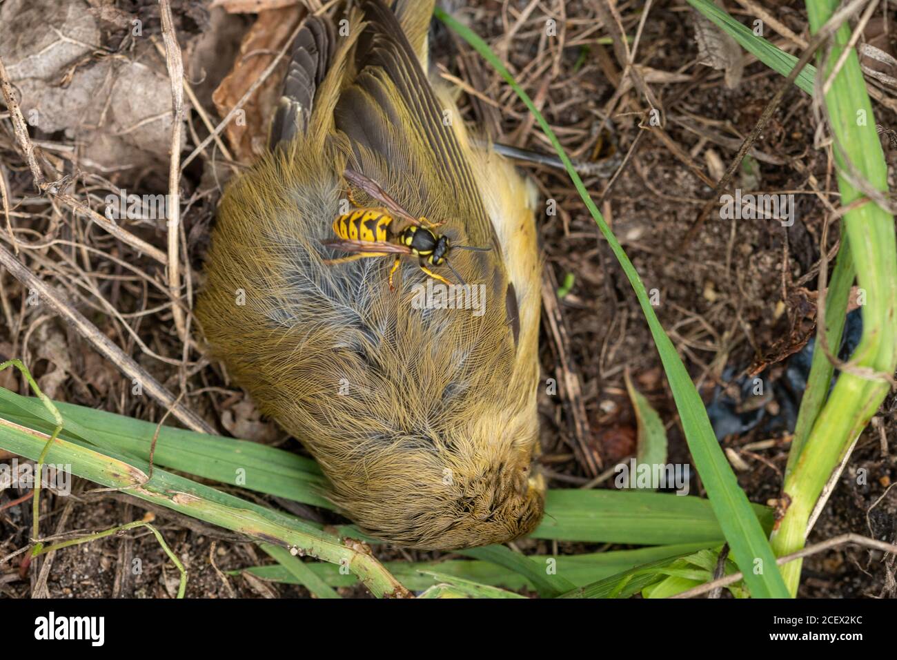 Gewöhnliche Wespe (Vespula vulgaris, Gelbjacke, gelbe Jacke), die versucht, Fleisch von einem toten Vogel zu sammeln, Großbritannien Stockfoto