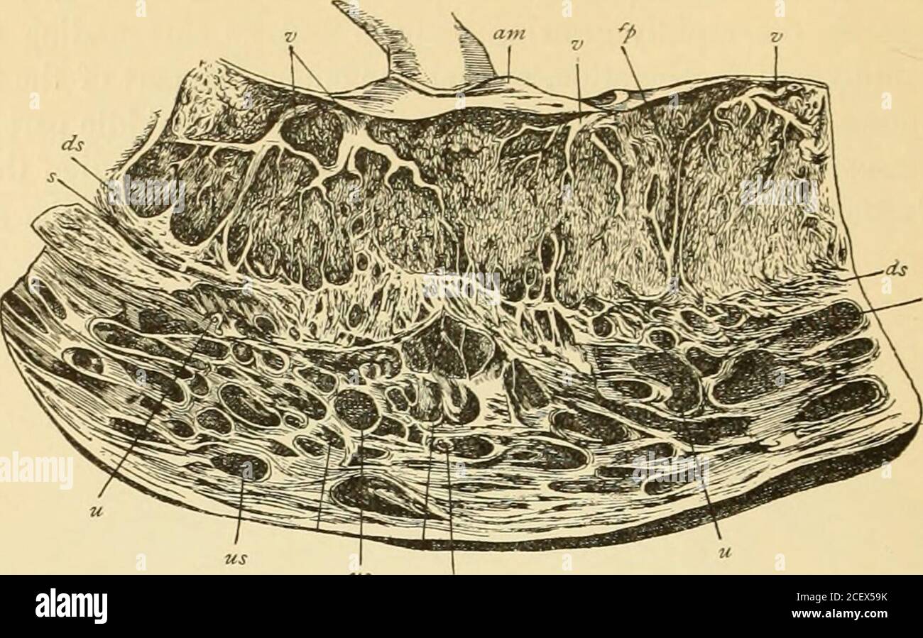 . Ein amerikanisches Textbuch der Geburtshilfe. Für Praktiker und Studenten. Muskel.Uterusdrüsen.Chorion Leve. Schleimhaut plus; mit inzervikaler Kanal. Abb. 76. – Diagramm, das die Beziehungen der Strukturen des menschlichen Uterus am Ende der siebenten Schwangerschaftswoche veranschaulicht (geändert von Allen Thompson). Als Nachgeburtseinrichtung werden die Reparaturprozesse, durch die die neue Schleimhaut der Gebärmutter gebildet wird, instituiert. Durch die secondarydegeneration der epithelialen Anteile der Uterusschleimhaut werden die vaskulären Cho-rionischen Zotten in enge Beziehungen mit dem vaskulären Bindegewebe t gebracht Stockfoto