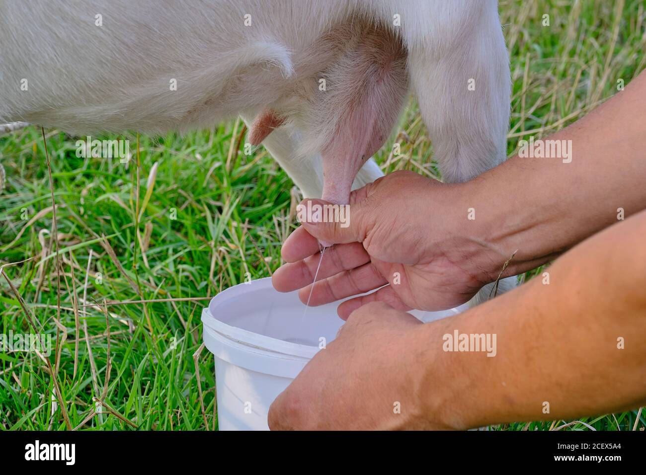 Die Hände eines älteren Mannes melken eine weiße Ziege auf einer Wiese. Stockfoto