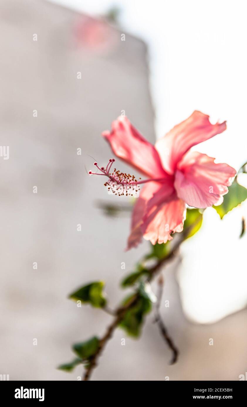 Nahaufnahme einer rosa Hibiskusblüte, Cartagena de Indias, Kolumbien. Stockfoto