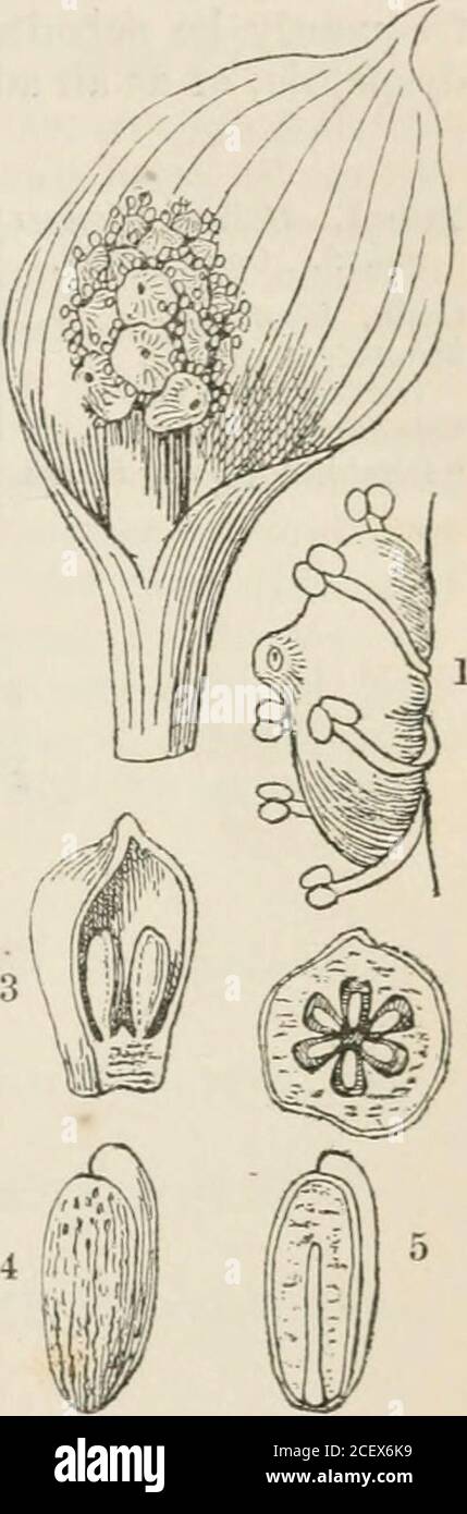 . Das Pflanzenreich : oder, die Struktur, Klassifizierung und Verwendung von Pflanzen, illustriert auf dem natürlichen System. Die frischen Blätter von Monstera pertusa werden von den Indianern von Demeraia asvesicatories oder Rubefiants in Fällen von Wassersucht eingesetzt. Die Wurzel und die Samen von Skmik Cabbage, Symplocarpus foetidus, eine am meisten foetid Spezies, sind leistungsfähige krampflösende und expec-torants; sie haben beträchtlichen Ruf in Nordamerika, als Palliative in Paroxysnisof Asthma. Dracontium polyphyllum, angeblich die Labaria-Pflanze von Demerara, soll ähnliche Eigenschaften besitzen. Orontium aquaticum ist akrid wh Stockfoto