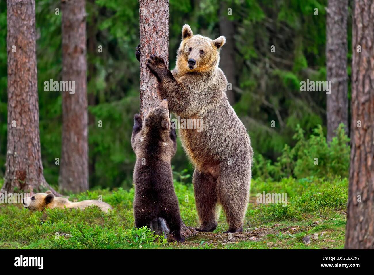 Mutterbär lehrt Jungtiere mit gutem Beispiel und Jungtiere folgen Stockfoto