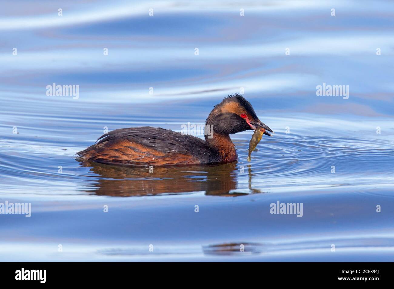 Hörnengrebe / Slawonischer Graut (Podiceps auritus) Schwimmen mit gefangenem Dreistachelstickling (Gasterosteus aculeatus) Fisch im Schnabel im Sommer Stockfoto