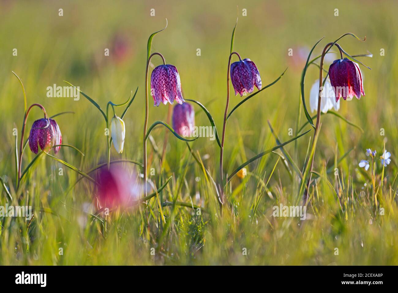 Schlangenkopf-Fatillarien / karierte Lilien (Fatillaria meleagris) In Blüte auf Wiese / Grünland im Frühjahr Stockfoto