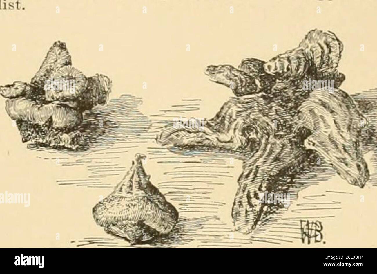 . Cyclopedia of American Horticulture : enthält Vorschläge für den Anbau von Gartenpflanzen, Beschreibungen der Arten von Obst, Gemüse, Blumen und Zierpflanzen in den Vereinigten Staaten und Kanada verkauft, zusammen mit geographischen und biographischen Skizzen. Essen Sie die Basis Rispen etwa 1% in lang, Dichte BrazS 1 Jh-1 BB Venen anastomosing (tunning togetlui ) Fhyllitidis, SWZ (.-1 lauceolata, Lodd A louqifohuLmk Anenudictiion Ph!ilUtidis,WI) Blatt 4-12 mlong mit 4-12 Paaren von sessile pmnae, mit einem crenulatemarargin und einem schmalen foi ungleiche Basis Stockfoto