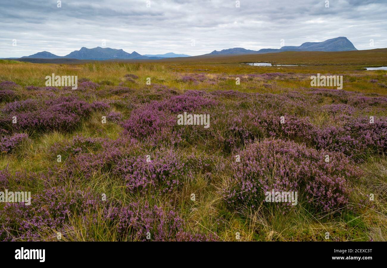 Blick auf lila Heidekraut auf der Decke Moor in Flow Country auf der A' Mhoine Peninsula (Moine Peninsula) in Sutherland, Schottland, Großbritannien Stockfoto