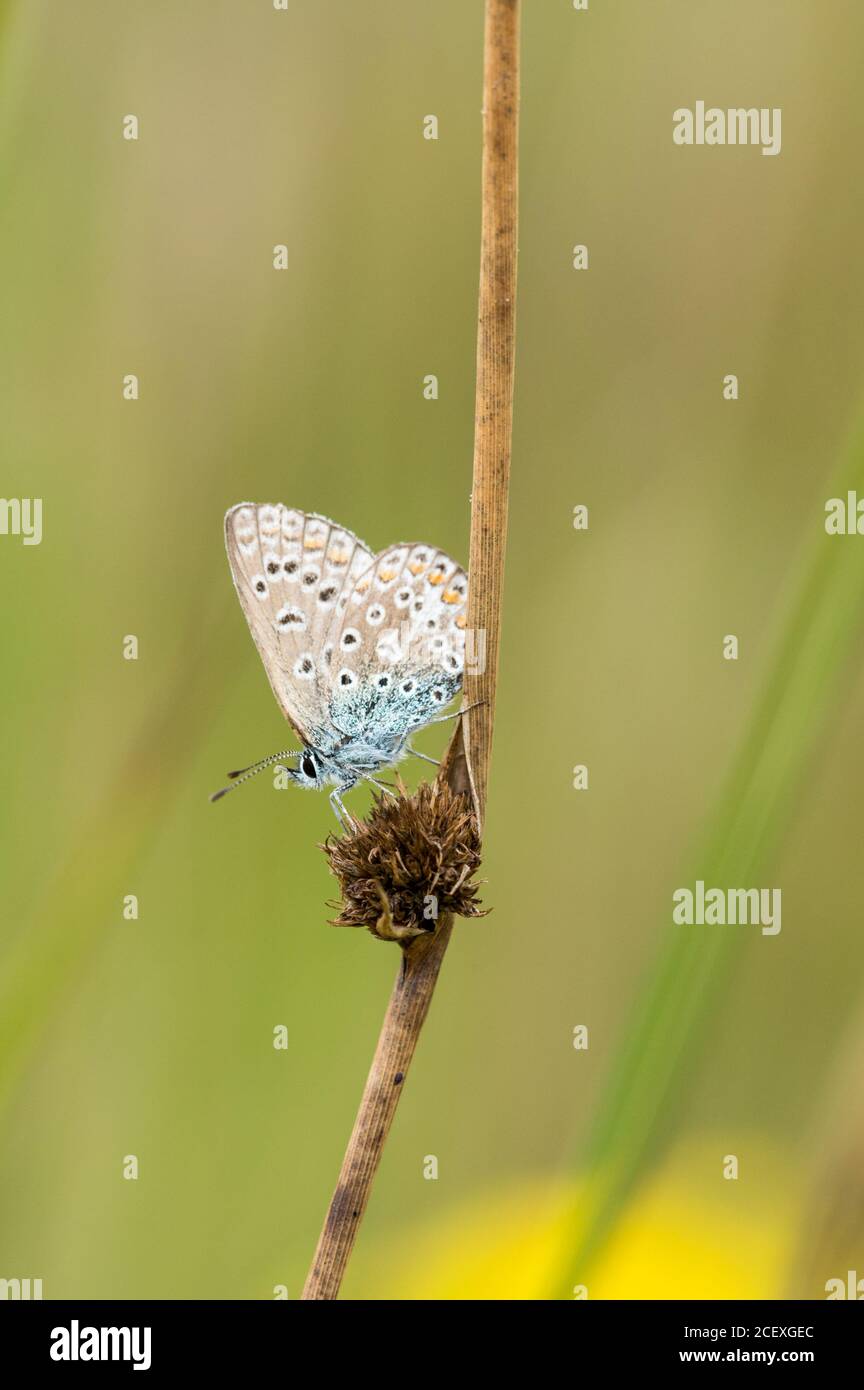 Gemeinsame blaue Schmetterling ruht Stockfoto