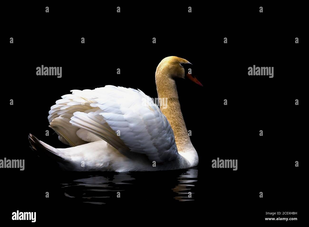 Mute Swan Cygnus olor auf einem dunklen Hintergrund des Sees Wasser im Morgenlicht Stockfoto