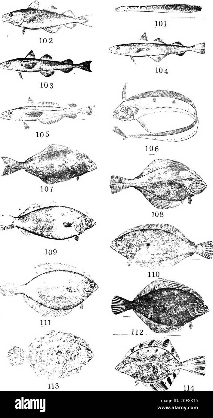 . Eine kommentierte Liste der Puget Sound Fische. Dorsal Zweig. Im Oberkiefer sind zwei Zahnreihen vorhanden, im Unterkiefer eine Reihe. Die Schuppen sind klein.die Flsh erreicht eine Länge von 20 Zoll und ist ein ausgezeichneter Speisefisch, Butis nicht reichlich in Puget Sound. ERLÄUTERUNG DER ABBILDUNGEN. 101. Viper-flsh, Scytalina cerdale (Jordan und Giltert). 102. Kabeljau, Gadus sp. 103. Pollack, Theragra sp. 104. Tom-cod, Microgadus proximus (Girard). 105. Pacific Hake, Merluccius productus (Ayres). 106. König des Lachs, Trachypterus sp. 107. Hsilihut, Hippoglossus hippoglossoides (Linnaeus). 108. Puget Sound Sand-d Stockfoto