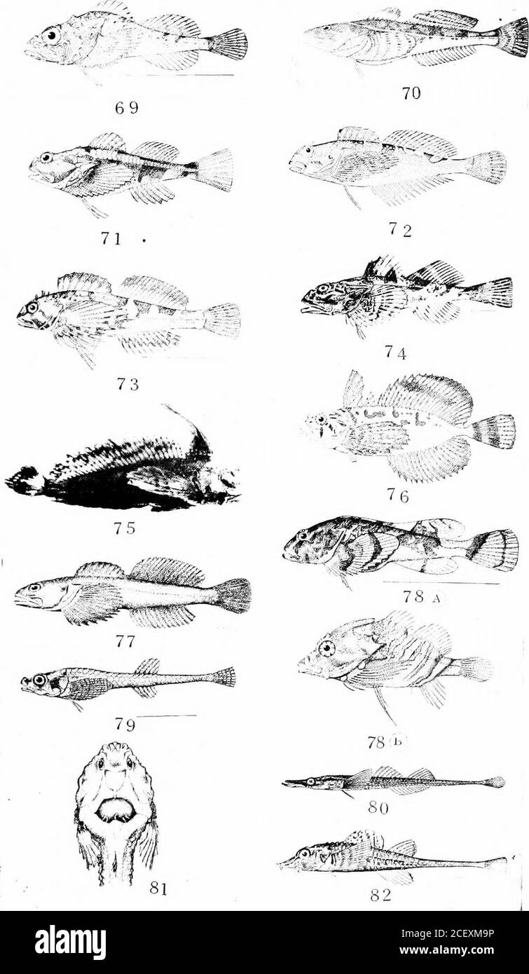 . Eine kommentierte Liste der Puget Sound Fische. Hemare ziemlich klein, selten mehr als ein paar Zentimeter. Der Körper ist slenderund mit Schuppen bekleidet. Die laterale Linie fehlt. Die markante ERKLÄRUNG DER FIGUREN. 69. Wolly Sculpin, Dasycottus setiger (Bean). 70. Smooth Sculpin, Leptocottus armatus (Girard). 71. Buffalo Sculpin, Enophrys Bison (Girard). 72. Johnny oder Tide-Pool Sculpin, OUgocottus maculosus (Girard). 73. Moosbewohnende Sculpin, Oxycottus embryum (Jordan und Gilbert). 74. Großer Sculpin oder Kalog, Myxocephalus polyacanthocephalus (Pallas). 75. SA,Ilot-&sh, Nautichthys oculofasciatus (Girar Stockfoto