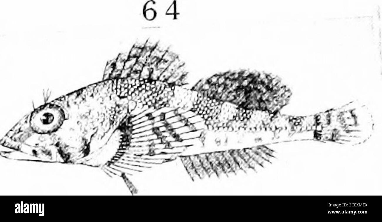 . Eine kommentierte Liste der Puget Sound Fische. E^^--- 56 Mimm; ,;&gt; r^ l^^-- ????? ? 5 7 J- 61 62 ® - ^-,5;,;^^ 63 ..Ya.^ j ? 65 f -^ 67. ^  66 ^-?V%&gt;^^ ^^^^ ^ ^ 68 34 die Sculpin-Familie. Sein Name leitet sich von der Bildung der ersten Rückenflosse ab, die kurz und stark erhöht ist, um ein dreieckiges Segel zu suggerieren. Ein weiteres auffallendes Merkmal ist ein breites Band von Schwarz, das diagonal durch das Auge geht. Es ist vielleicht zu erwarten, dass ein Tiefseefisch ein schwarzes Auge tragen würde. Spezimensrange bis zu 6 Zoll in der Länge. The Cirrhassated Sculpin, Blepsias cirrhosus (Pallas), ( Stockfoto