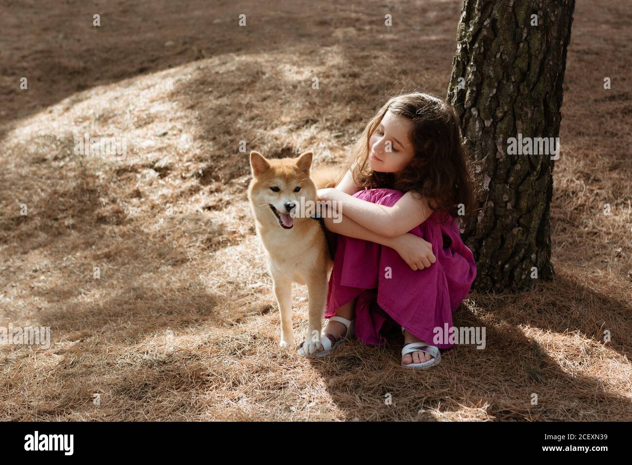 Von oben voller Länge der positiven ruhigen kleinen Mädchen umarmen Liebenswert Shiba Inu Hund beim Sitzen zusammen in der Nähe Baumstamm Im Sommer Wald Stockfoto