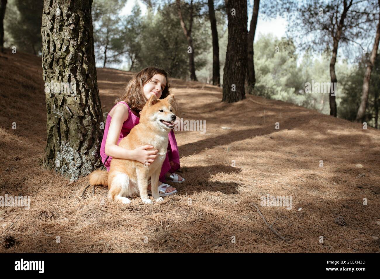 Volle Länge der positiven ruhigen kleinen Mädchen umarmt liebenswert Shiba Inu Hund beim Sitzen zusammen in der Nähe von Baumstamm im Sommer Wald Stockfoto