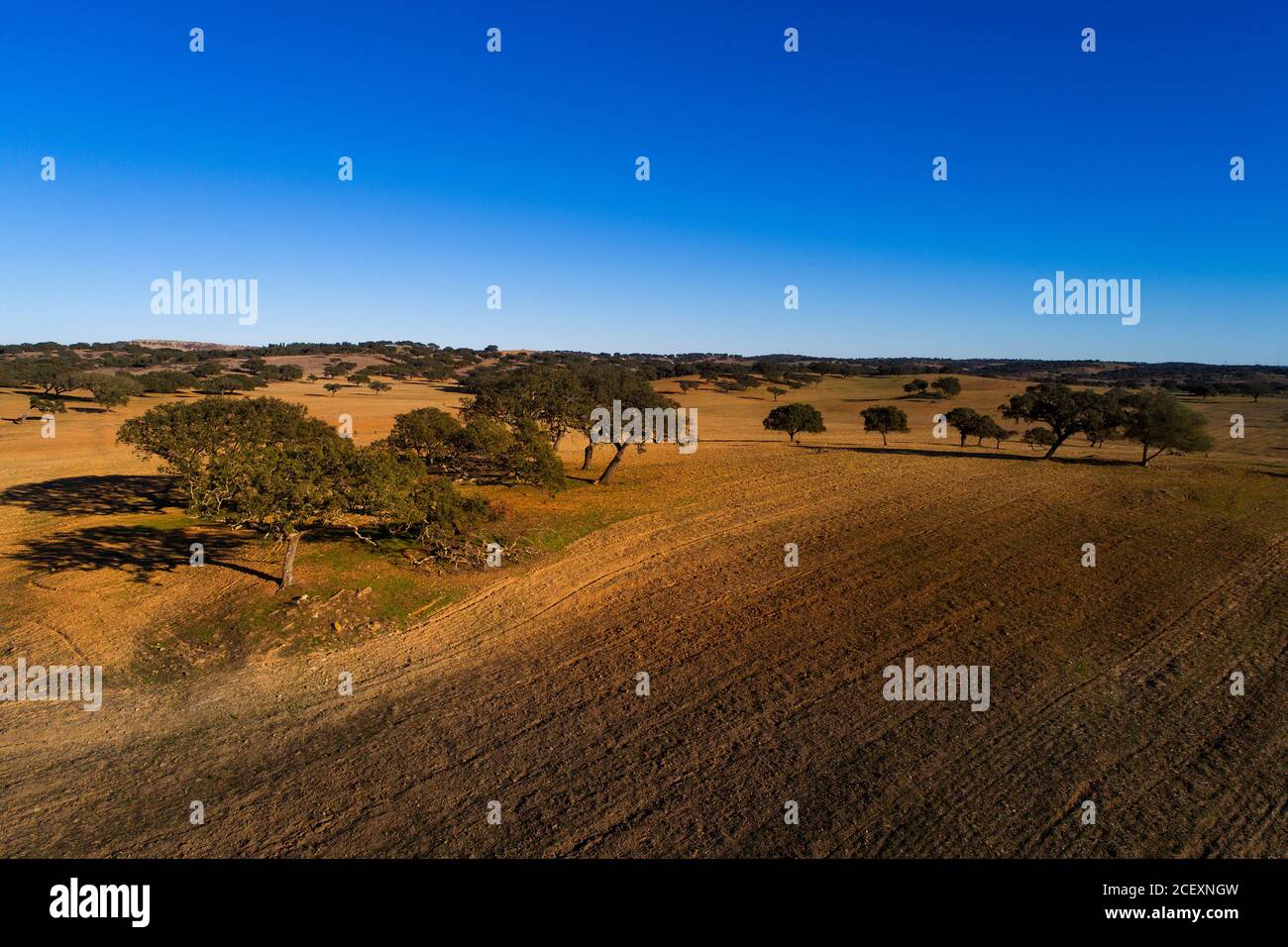Luftaufnahme eines schönen Korkeichenfeldes bei Alentejo, in Portugal. Stockfoto