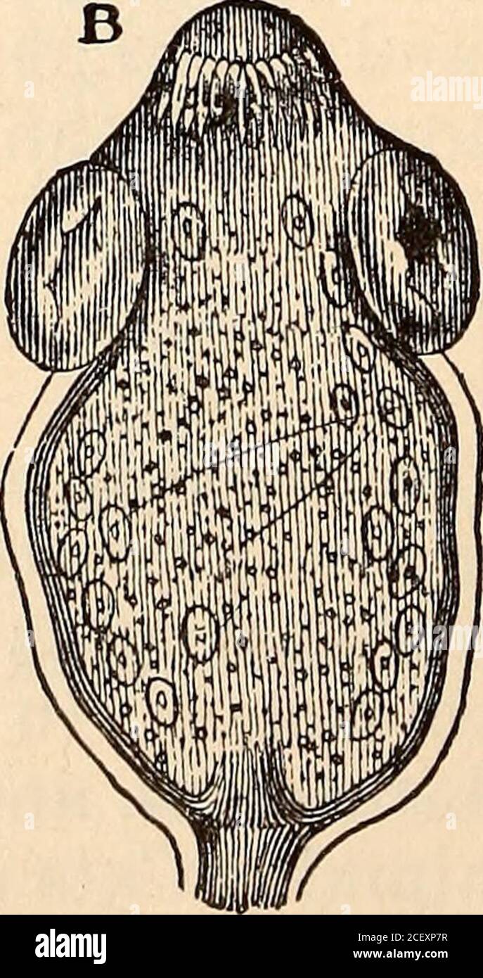 . Jahresbericht der North Carolina Agricultural Experiment Station. PARASITEN VON HAUSTIEREN. 137 3 Fuß. Die Larvenform von T. serrata ist Gysticercus pisiformis. Der einfache Wurm des Hasen und Hasen. Hunde erhalten die Würmer durch das Essen dieser Tiere, oder ihre Eingeweide. Jagdhunde sind, wie zu erwarten, die meisten Infektionen.Behandlung: Wie bei anderen Bandwürmern. Bandwurm – Taenia canina. Dieser Wurm ist von 5 Zoll bis 1Jfeet lang. Die Larvenform des Wurms befällt den Hundefloh, Pulex ser-raticeps und Trichodectes latus, die Hundelaus. Es ist folglich von weniger importance als Stockfoto