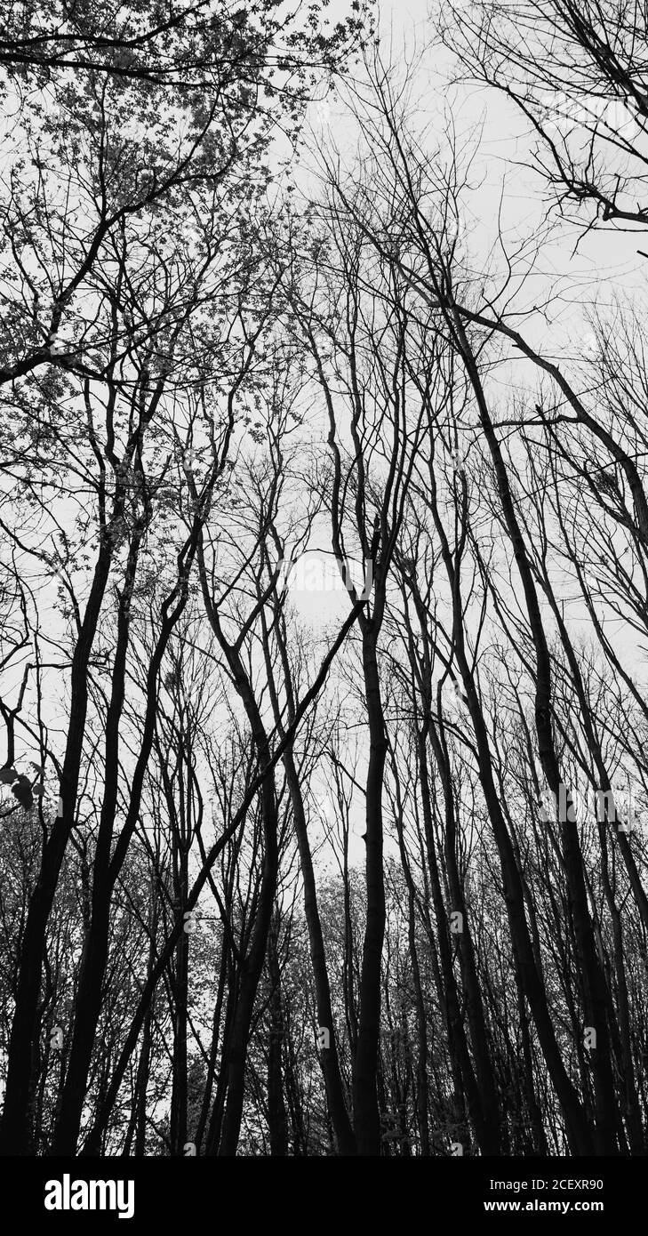 Low Schuss von Waldbäumen in schwarz und weiß Stockfoto